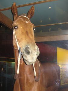 phar_lap_head.jpg