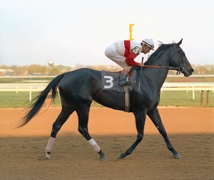 ruffian-20canter-20acorn-20ebay.jpg